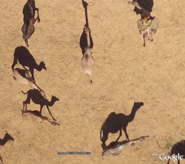 Kamele (c) Google Earth Africa